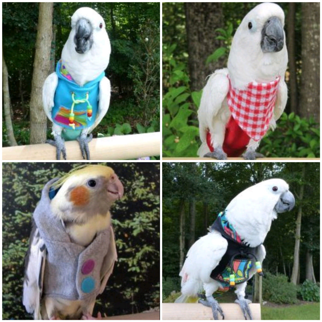 Avian Fashions..... Coming Soon!!!