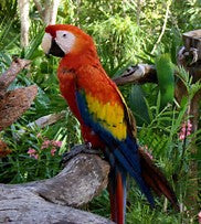 Save the Pet Macaw
