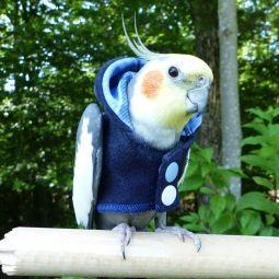 Avian Fashions Hoodie - Blue Jean-PARROTBOX PET SUPPLIES