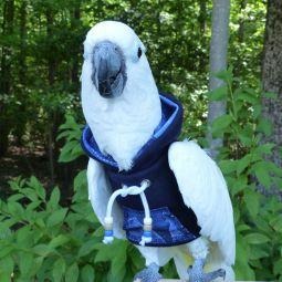 Avian Fashions Hoodie - Blue Jean-PARROTBOX PET SUPPLIES