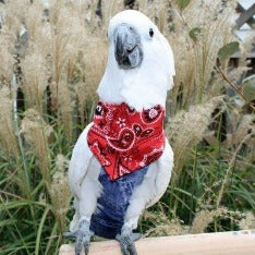 Avian Fashions Bandana - Red Paisley-PARROTBOX PET SUPPLIES