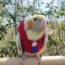 Avian Fashions Hoodie - Red Fireworks-PARROTBOX PET SUPPLIES