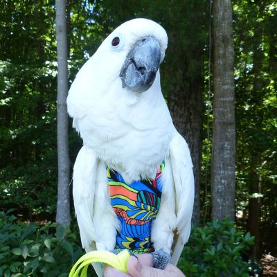 Avian Fashions Flight Suit - Zen Doodle-PARROTBOX PET SUPPLIES